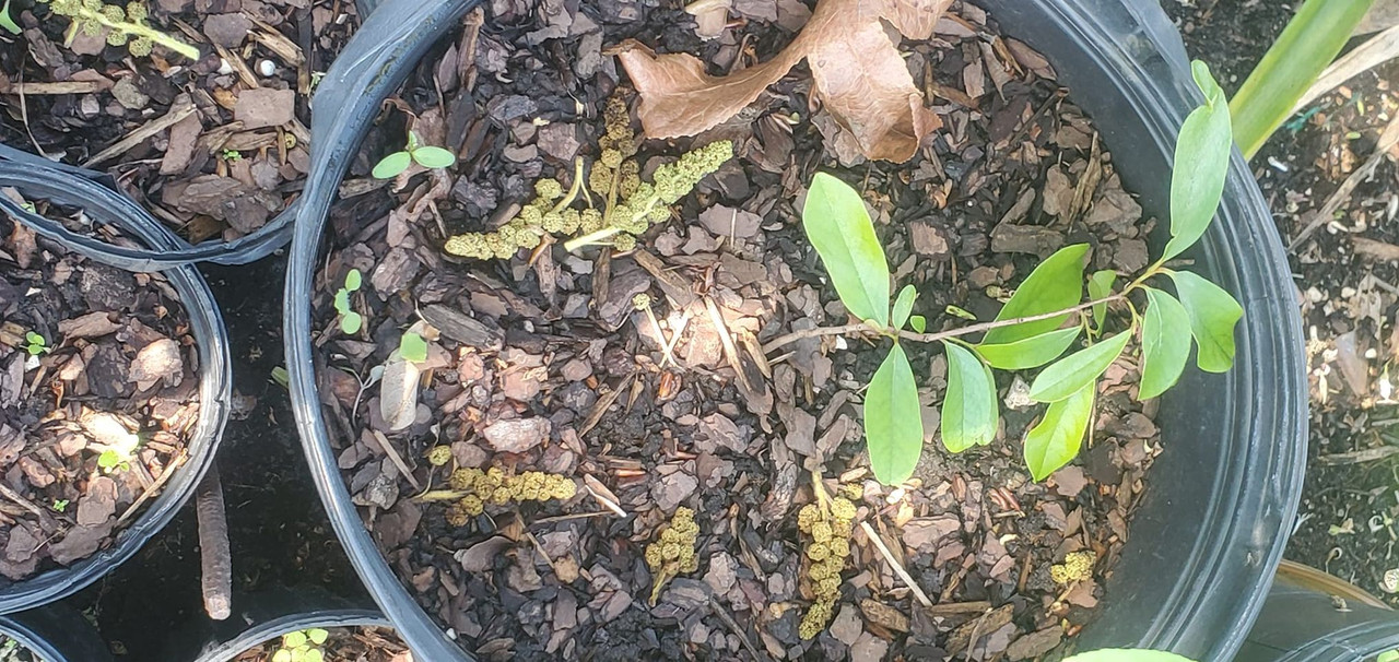 pawpaw seedling