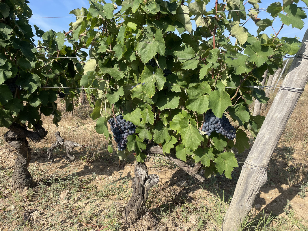 BB0F6FEF-2ABB-430D-B5F9-3A2174121984