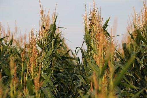 agriculture-5470071-340