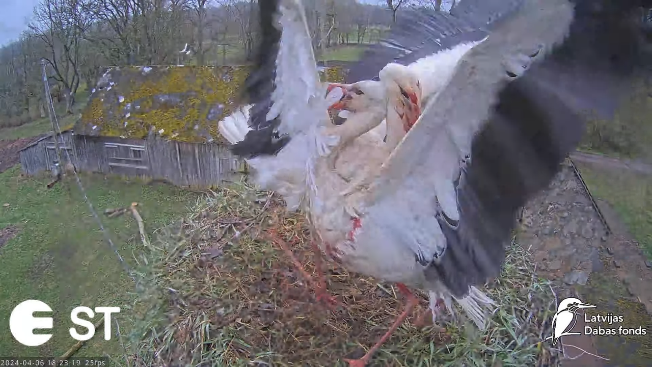 Baltie stārķi (Ciconia ciconia) Tukuma novadā - LDF tiešraide __ White storks in Tukums, Latvia 9-0-