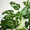 Plants-A-2