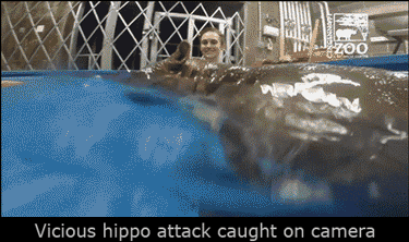 hippo.gif