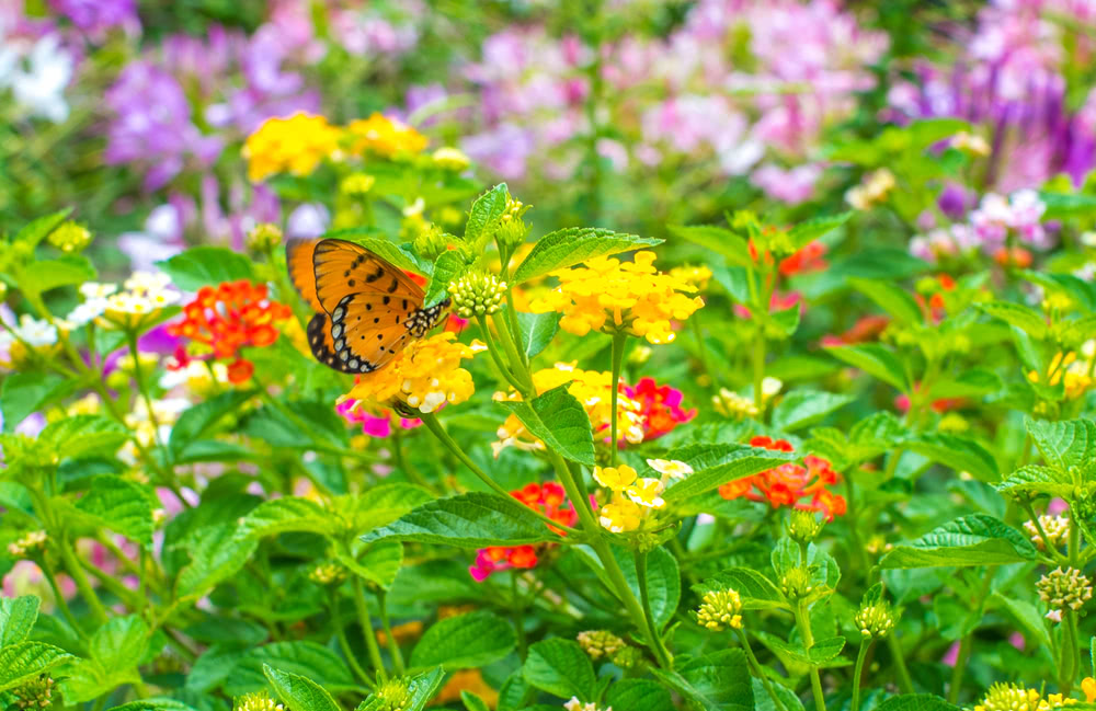 Select the Right Plants for Butterflies