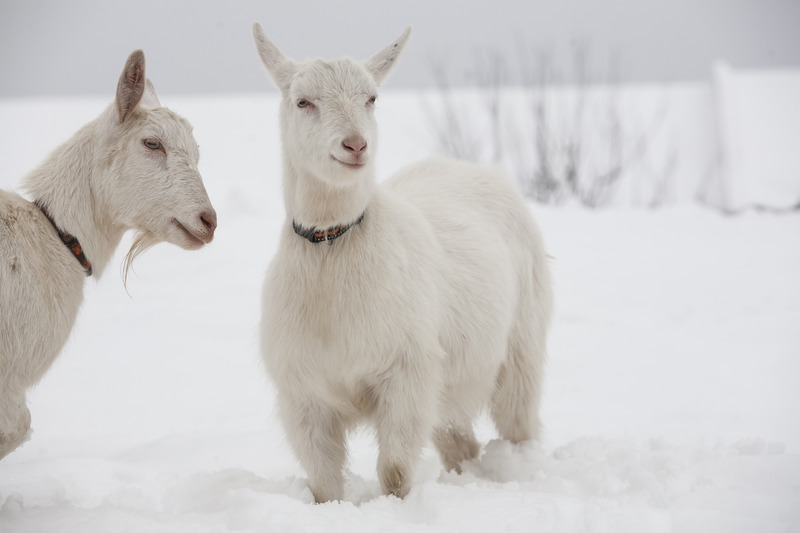 white-goats.jpg