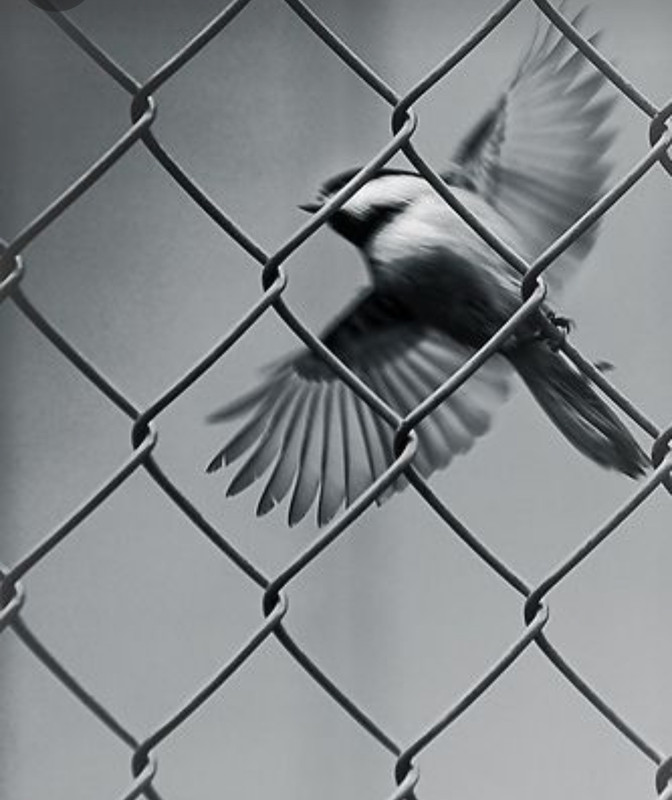 Screenshot_20231109_220105_Pinterest