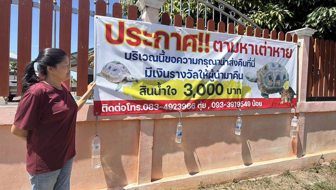 เจ้าของดีใจจนร้องไห้! เต่าสีทองนำโชคเดินกลับบ้าน หลังหายตัวปริศนา