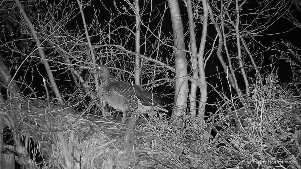 snapshot 2026 03 31T005137 148