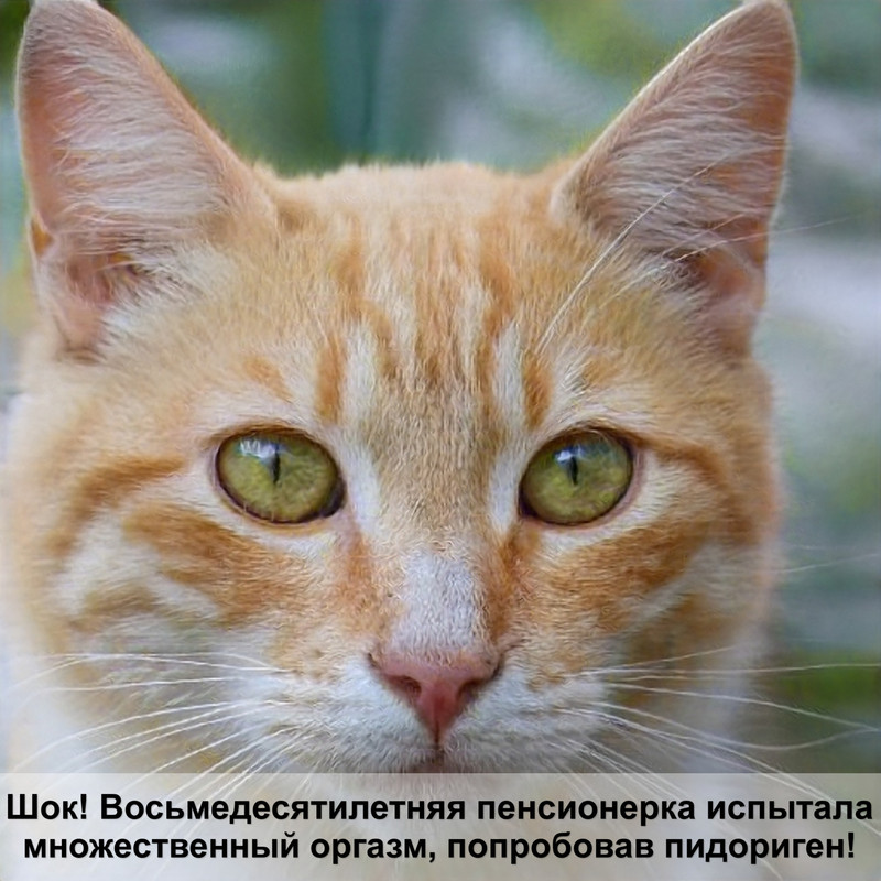 белая кошка лезет