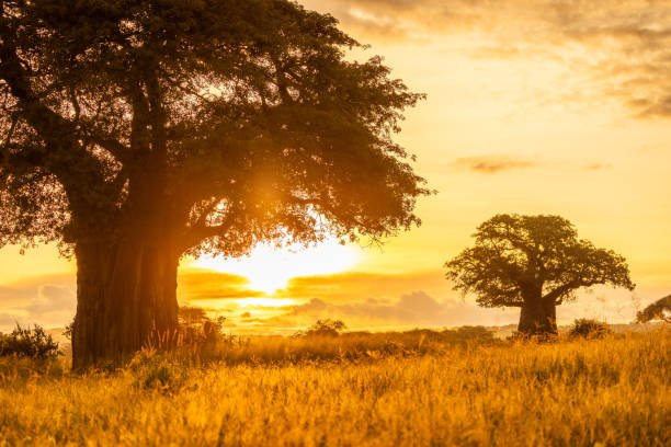 Tanzania luxury safari packages