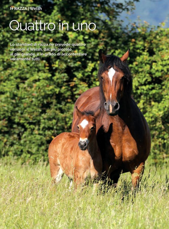 Il Mio Cav (Set 2021) 7