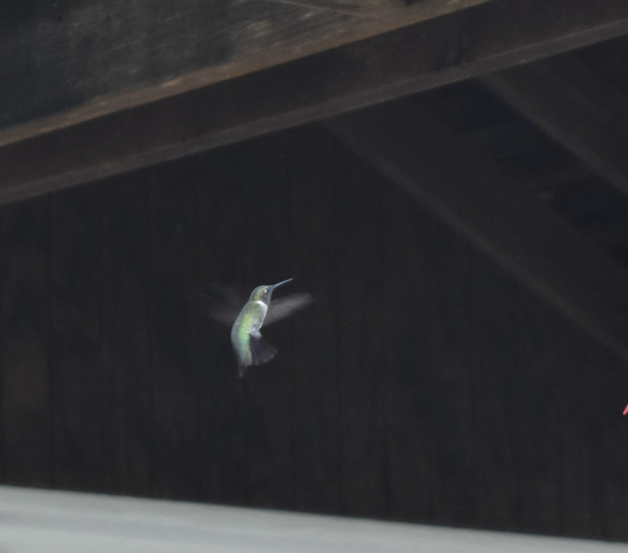 2017 09 01 Hummingbirds (49)