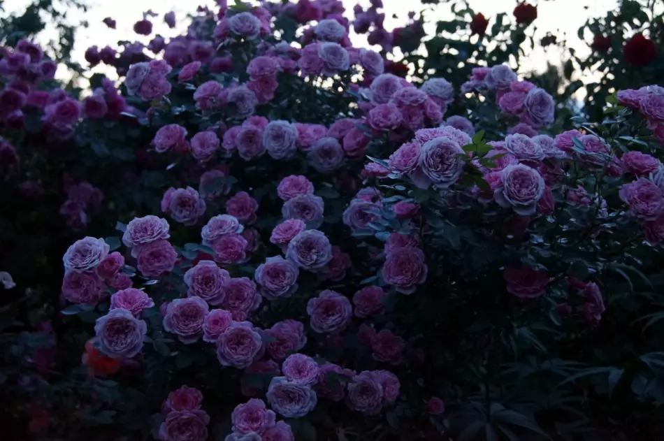 f6c7580a37e21f00db2b6b6a6a14b097