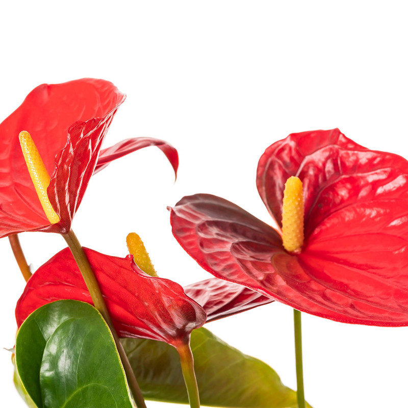 Rojo 0001 39A3391