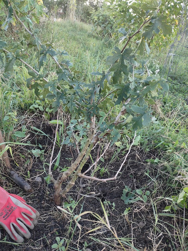 Nigra_IMG_20250914_183840786