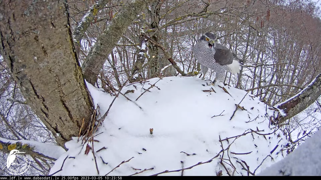 Vistu vanags (Accipiter gentilis) Rīgā - LDF tiešraide __ Goshawks, Riga, Latvia 12-26-43 screenshot