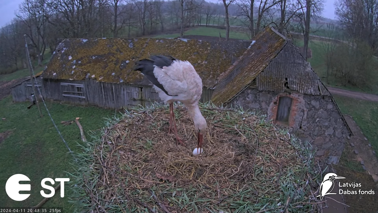Baltie stārķi (Ciconia ciconia) Tukuma novadā - LDF tiešraide __ White storks in Tukums, Latvia 13-1