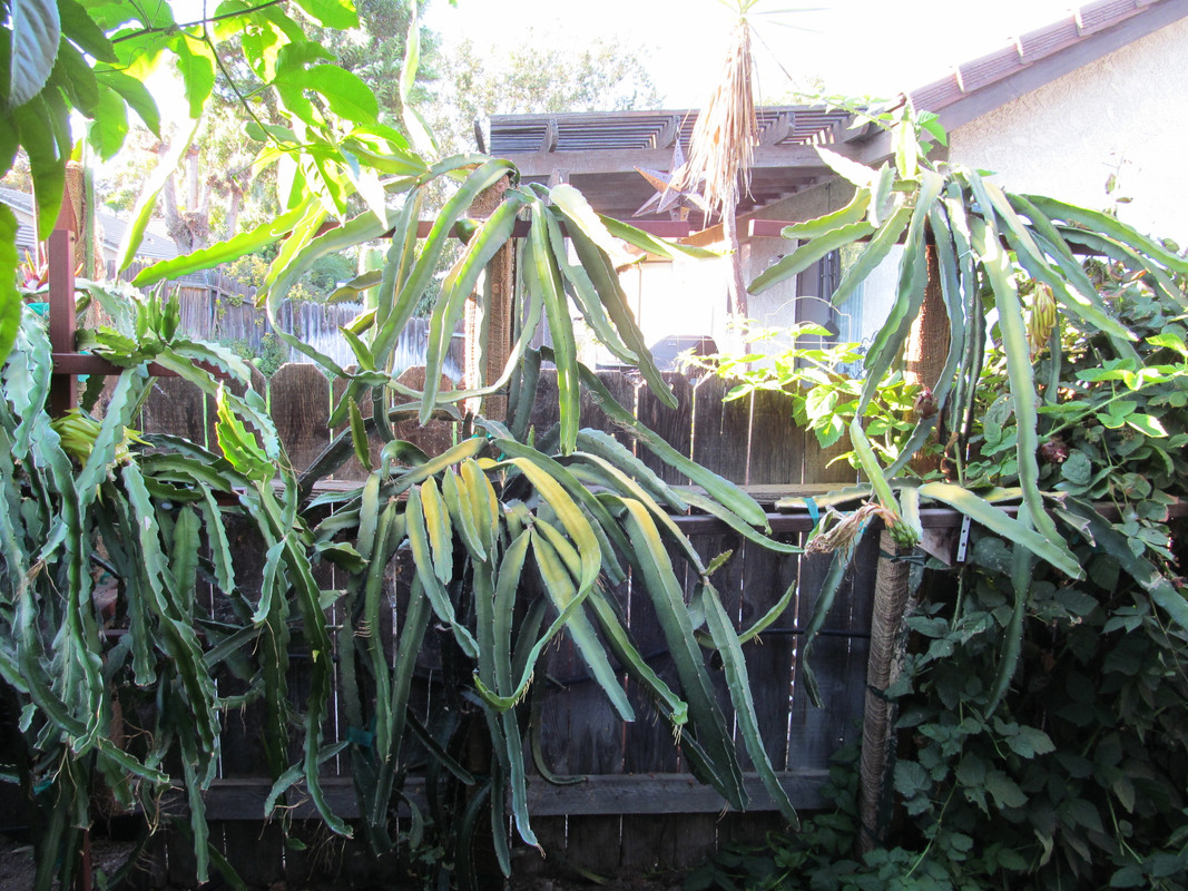 plants 007