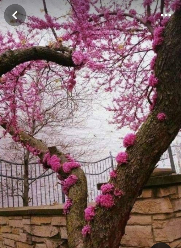 Screenshot_20240512_130546_Pinterest