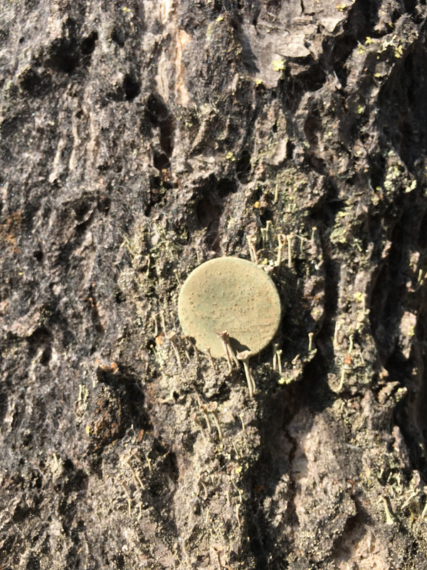 1A74A0CF-B68F-433D-BB26-3894A6BD793B