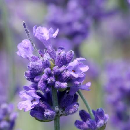 Heart Notes Lavender