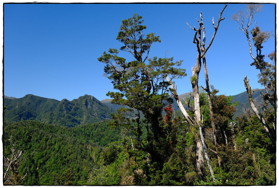 Paparoa NP: Paparoa Track (diciembre 2024) - Escapadas y rutas por la Nueva Zelanda menos conocida (45)