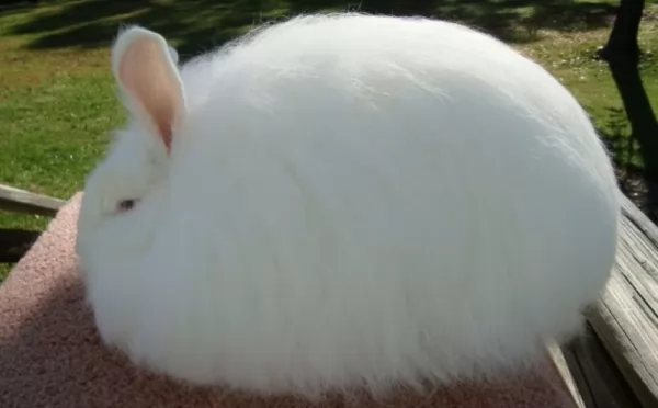 [Image: angora-rabbit-breed-12421-1-1619984528.webp]