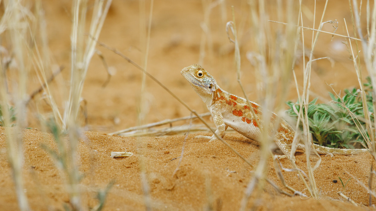 2019a-Kgalagadi-A003-C005-0221-I5-0000296.jpg