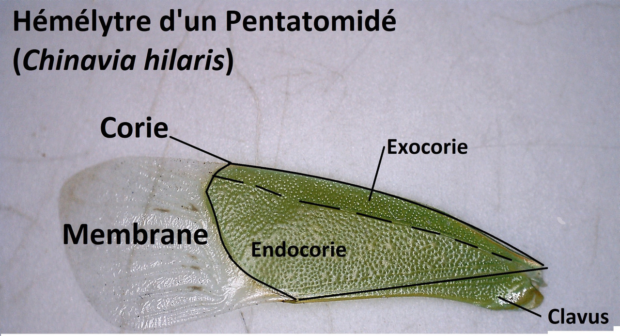 Aile-ant-rieure-Pentatomide