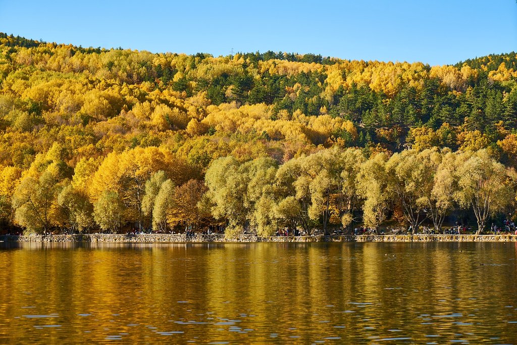 yellow-trees.jpg
