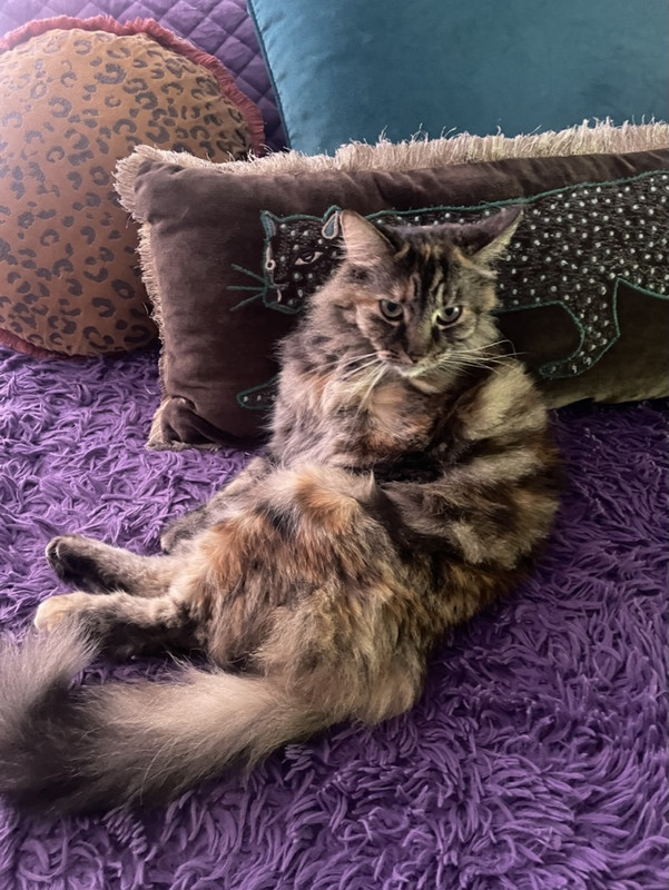 951FAD2D-9FA6-44AD-9B4C-A1EB4AD71C69_1_105_c