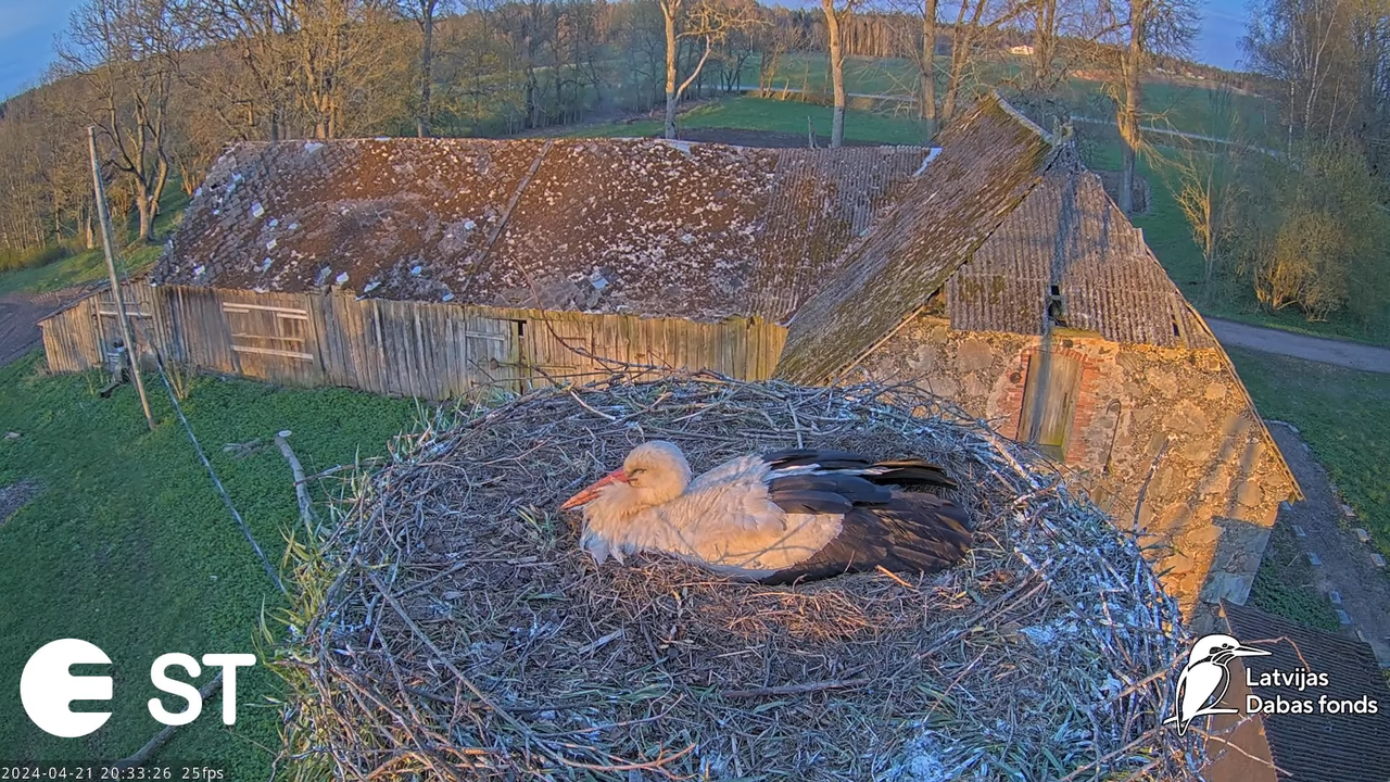 Baltie stārķi (Ciconia ciconia) Tukuma novadā - LDF tiešraide __ White storks in Tukums, Latvia 12-3