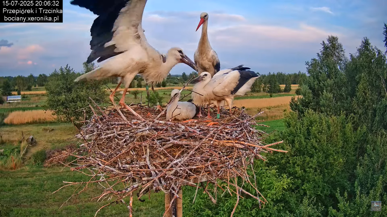 15072025bociany44