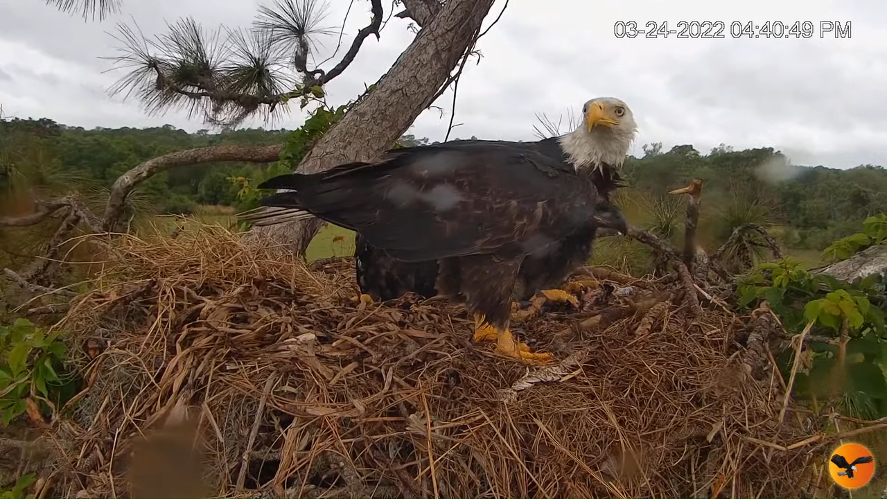 EC Nest Cam 3-53-28 screenshot (1)