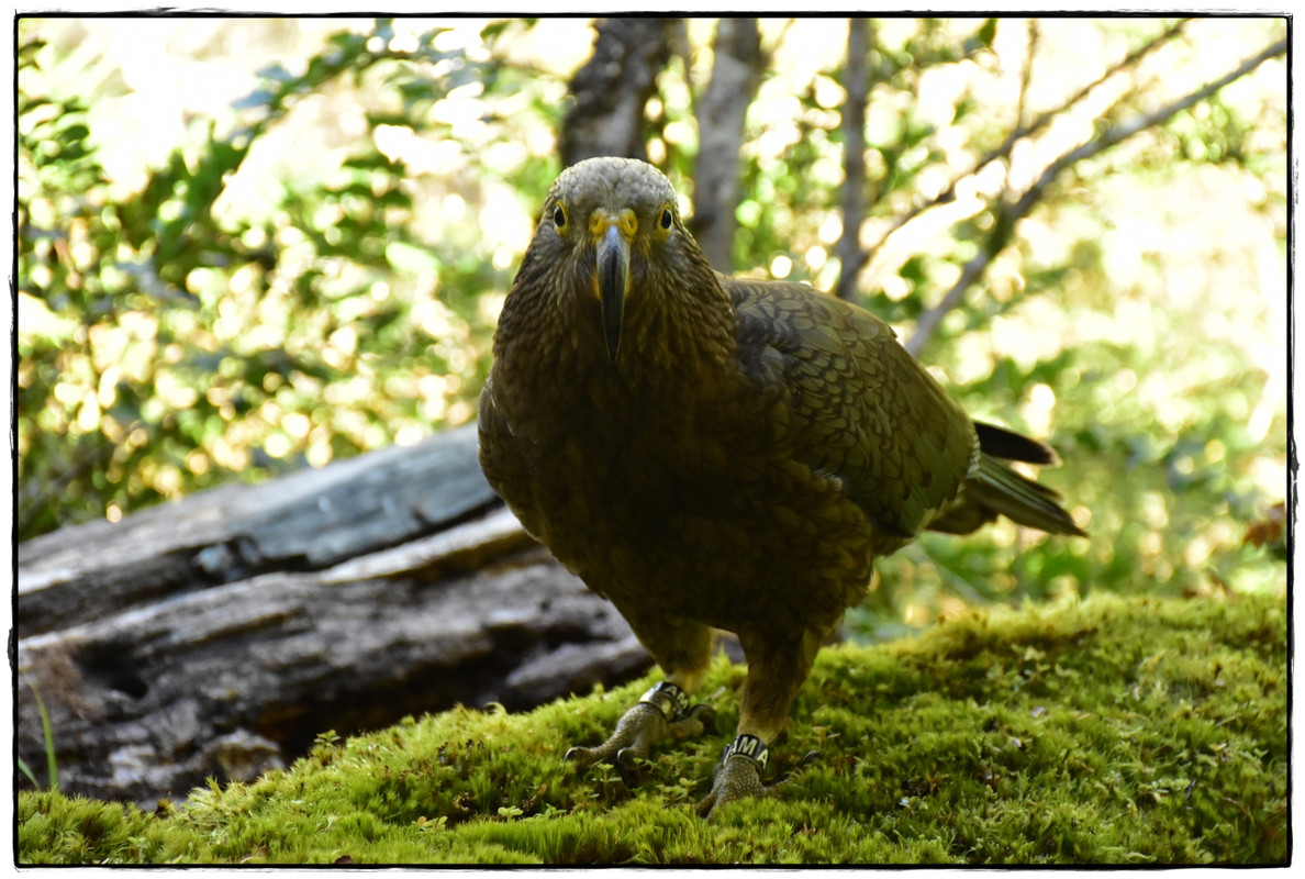 Fiordland NP: Kepler Track (febrero 2022) - Escapadas y rutas por la Nueva Zelanda menos conocida (48)