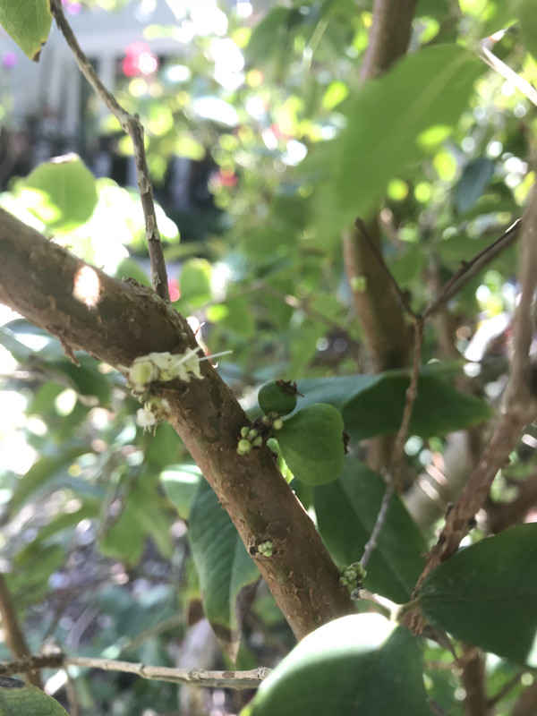 jaboredfruitflowers22018