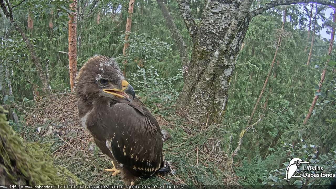Mazais ērglis (Clanga pomarina), ligzda bērzā - LDF tiešraide 12-58-33 screenshot