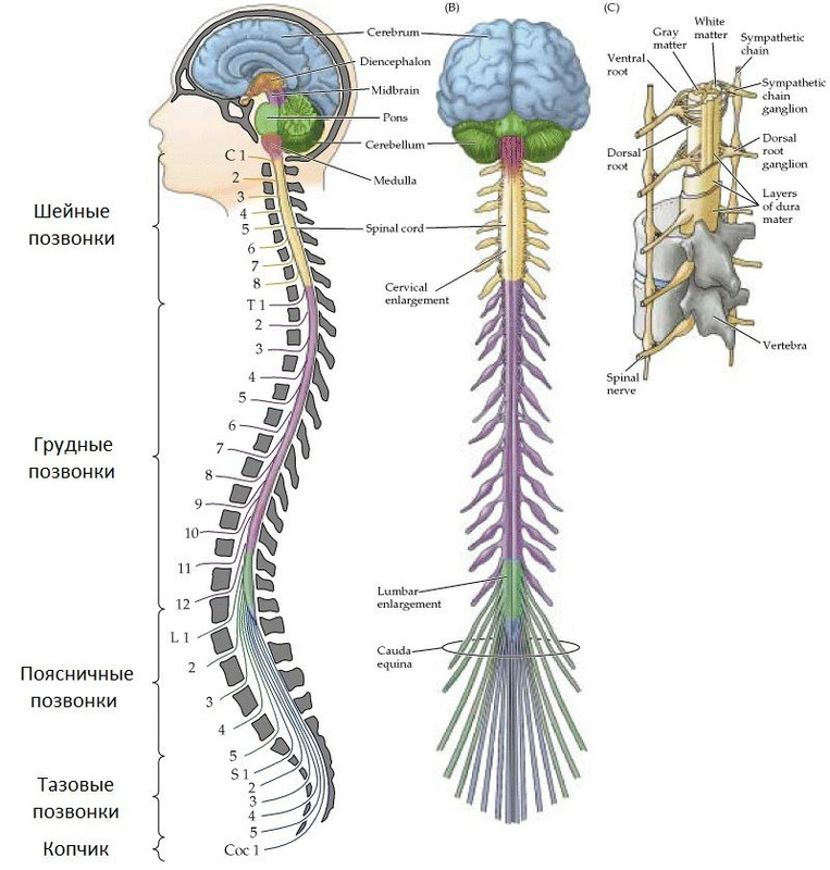 Spinal brain. Нервная система спинной мозг анатомия. Нервная система головной и спинной мозг. Головной мозг и спинной мозг анатомия. Центральная нервная система спинной мозг.