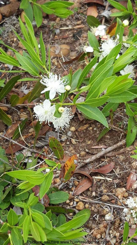 Huertasurbanas_com-Psidium_EntreRios_____322991a7-c264-4208-bf17-00bbf6c667a4.jpeg-20221008_210412Ps