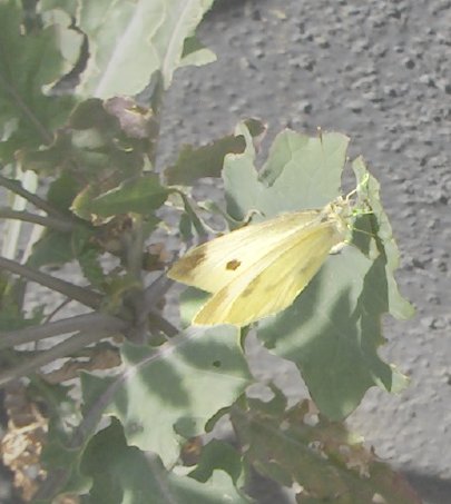 cabbage white