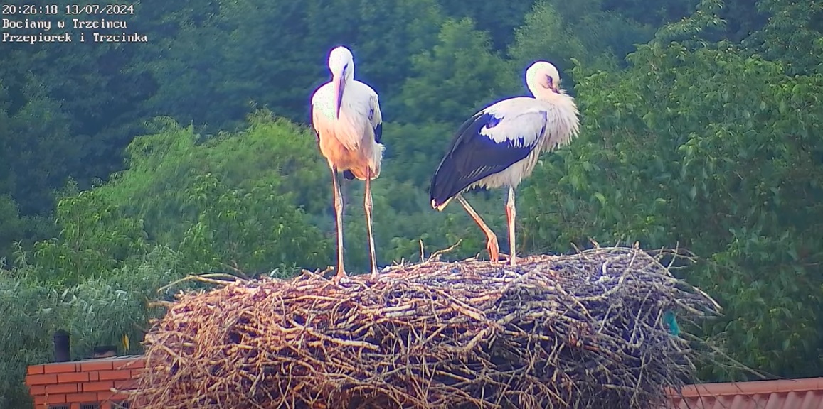 nadszedlwieczorwtrzcincu