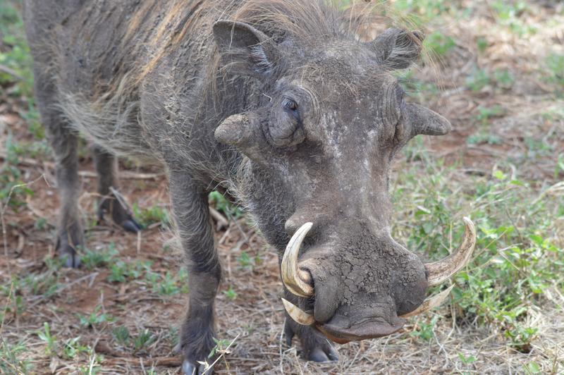 DÍA 10:  KRUGER (Lower Sabie) - Sudáfrica y Seychelles 2018 -  Una Honeymoon llena de vida (15)