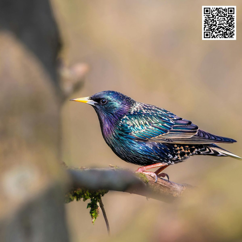 How Crossbill Feeding Habits Help You Identify Them from Afar?