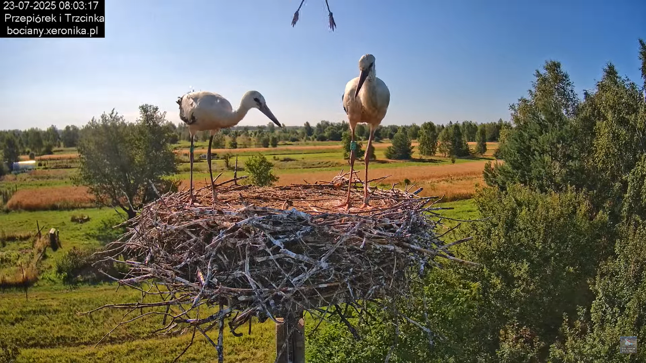 23072025bociany24