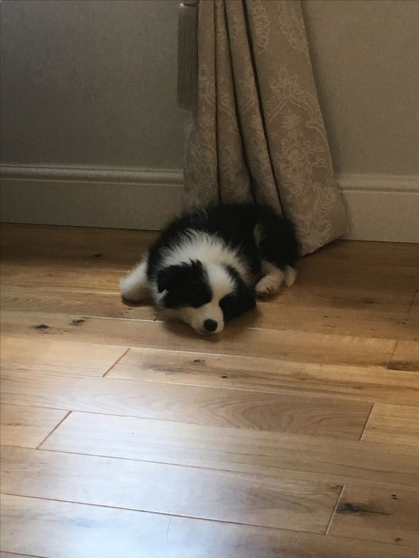 Anya happily sleeping after eating her food