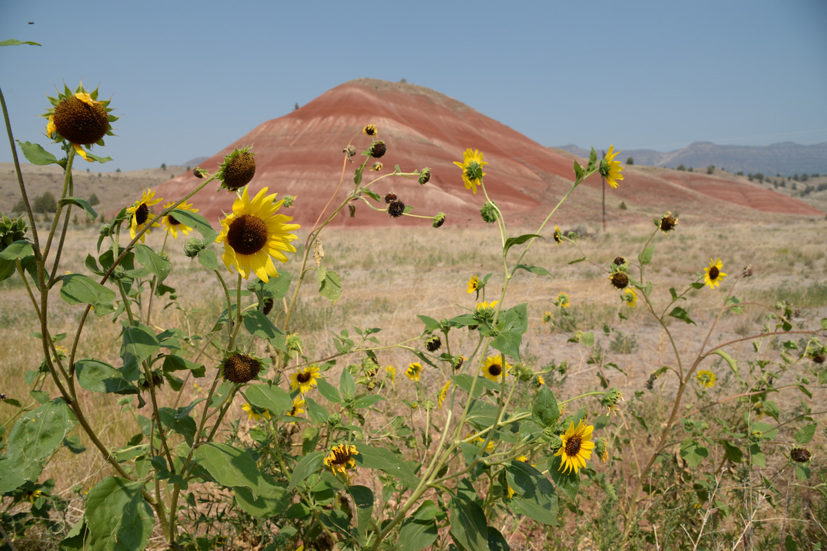 Árboles gigantes, fuegos y volcanes extintos - Oregon y California norte (2018) - Blogs de USA - Zona volcánica de Oregon (43)