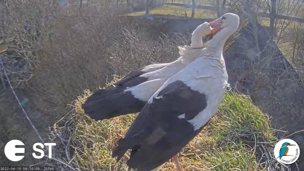 Baltie stārķi (Ciconia ciconia) Tukuma novadā - LDF tiešraide __ White storks in Tukums, Latvia 12-3