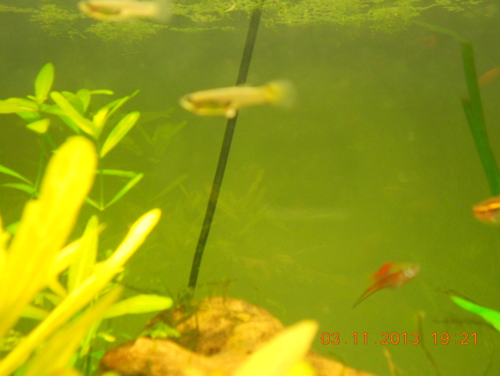 DSCN0780 (FILEminimizer)