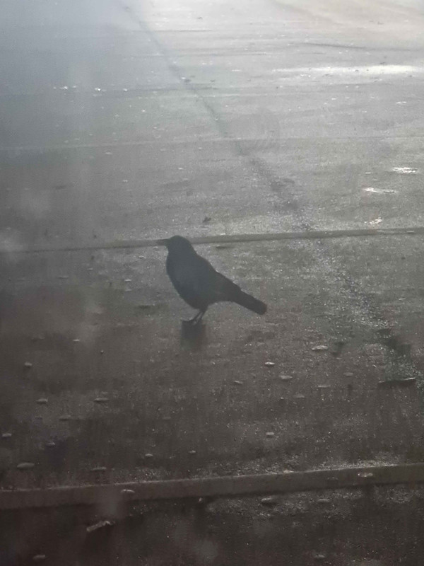 https://i.postimg.cc/MThB4ZPM/corbeau-garde-de-l-ombre.jpg