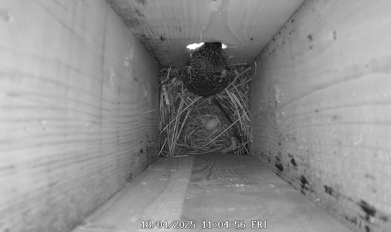 (22) Mājas strazds 2025 Tiešraide - YouTube - 734_18