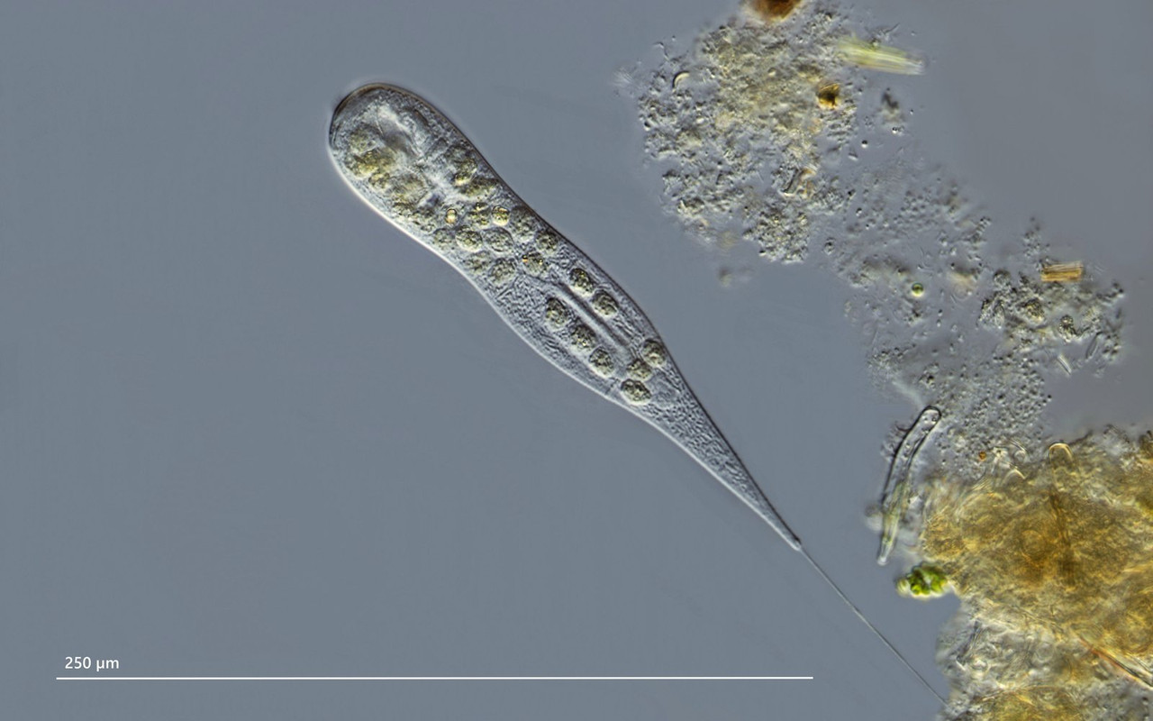 Ophrydium 10 (Gerda) crassicaule Gallertkugeltier mit Stiel DIK 40 Arzmoos-Z7